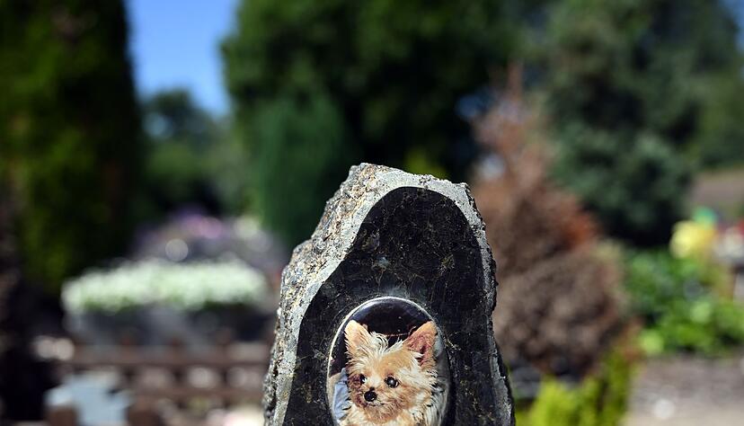Auf einem Tierfriedhof liegen viele geliebte Haustiere begraben.
