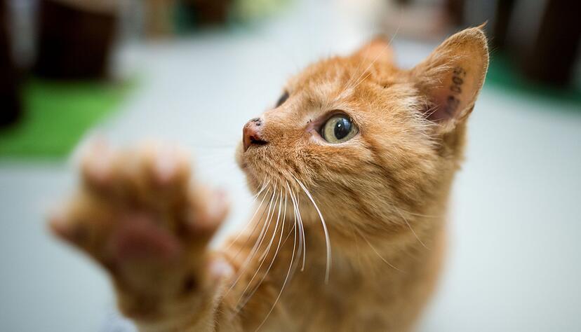 Geduld und Regelm&auml;&szlig;igkeit f&uuml;hren zum Ziel: Kurze, t&auml;gliche Einheiten f&ouml;rdern das Lernen ohne &Uuml;berforderung.