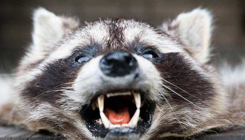 Alle zwei Tage tappt ein Waschbär in eine der Lebendfallen in Müllers Revier. Alle zwei Tage tappt ein Waschbär in eine der Lebendfallen in Müllers Revier.
