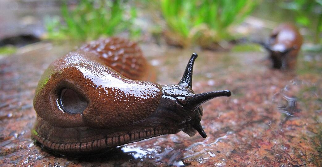 Eine Spanische Wegschnecke (Arion vulgaris) kriecht im Regen durch einen Garten bei Schwangau (Bayern). Diese Schnecken kommen bei uns häufig vor. Foto: Karl-Josef Hildenbrand, dpa