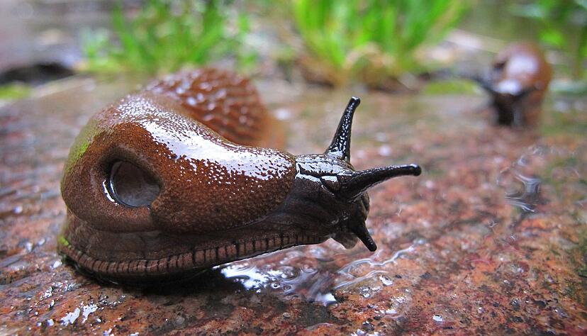Eine Spanische Wegschnecke (Arion vulgaris) kriecht im Regen durch einen Garten bei Schwangau (Bayern). Diese Schnecken kommen bei uns häufig vor. Foto: Karl-Josef Hildenbrand, dpa Eine Spanische Wegschnecke (Arion vulgaris) kriecht im Regen durch einen Garten bei Schwangau (Bayern). Diese Schnecken kommen bei uns häufig vor. Foto: Karl-Josef Hildenbrand, dpa