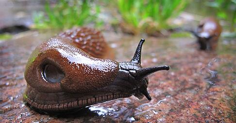 Eine Spanische Wegschnecke (Arion vulgaris) kriecht im Regen durch einen Garten bei Schwangau (Bayern). Diese Schnecken kommen bei uns h&auml;ufig vor. Foto: Karl-Josef Hildenbrand, dpa