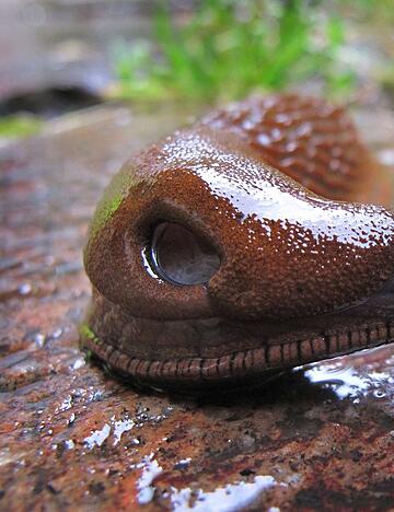 Eine Spanische Wegschnecke (Arion vulgaris) kriecht im Regen durch einen Garten bei Schwangau (Bayern). Diese Schnecken kommen bei uns häufig vor. Foto: Karl-Josef Hildenbrand, dpa
