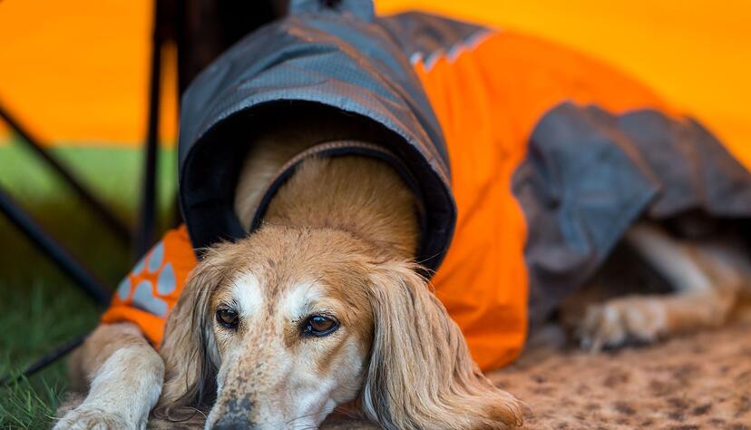 Kann der Hund nicht allein zu Hause bleiben, kann man ihm abseits des Festivaltrubels ein angenehmes Plätzchen bereiten – zum Beispiel mit seiner Lieblingsdecke. Kann der Hund nicht allein zu Hause bleiben, kann man ihm abseits des Festivaltrubels ein angenehmes Plätzchen bereiten – zum Beispiel mit seiner Lieblingsdecke.