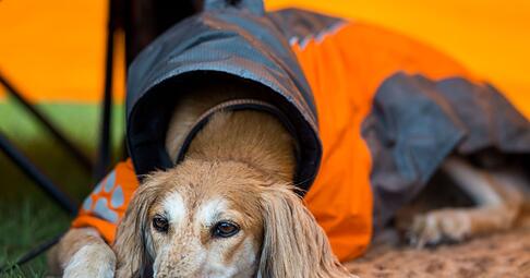 Kann der Hund nicht allein zu Hause bleiben, kann man ihm abseits des Festivaltrubels ein angenehmes Plätzchen bereiten – zum Beispiel mit seiner Lieblingsdecke.