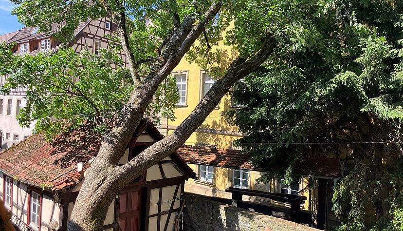 In Bad Wimpfen sorgte ein umgefallener Ahornbaum am Freitag, dem 9. Mai 2025 für einen kurzen Schreckmoment. In Bad Wimpfen sorgte ein umgefallener Ahornbaum am Freitag, dem 9. Mai 2025 für einen kurzen Schreckmoment.