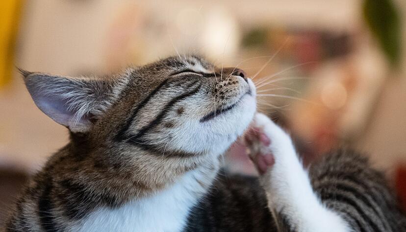 Flohzirkus: Ob eine Katze befallen ist, kann man durch K&auml;mmen herausfinden.