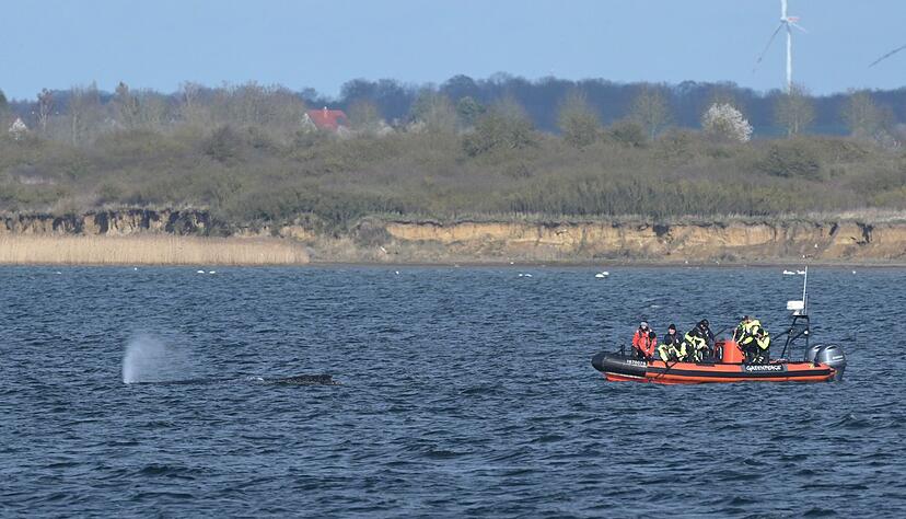 Der Buckelwal war zun&auml;chst in der Nacht zum 23. M&auml;rz auf einer Sandbank in Schleswig-Holstein am Timmendorfer Strand gestrandet.