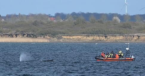 Der Buckelwal war zun&auml;chst in der Nacht zum 23. M&auml;rz auf einer Sandbank in Schleswig-Holstein am Timmendorfer Strand gestrandet.