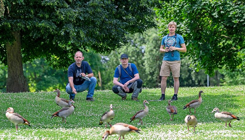 Auf Tuchfühlung mit der Nilgans im Heilbronner Wertwiesenpark (von links): die Ornithologen Jochen Fischer, Bernd Zoldahn und Henning Mehrgott.
Foto: Christiana Kunz