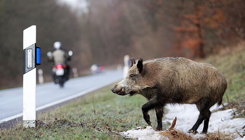 Immer wieder werden Wildschweine wie nun in Brackenheim von Autos &uuml;berfahren. (Archivbild)