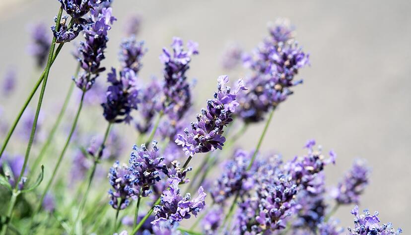 Duftend und lilablau: Lavendel ist die perfekte Begleitpflanze f&uuml;r den Olivenbaum.