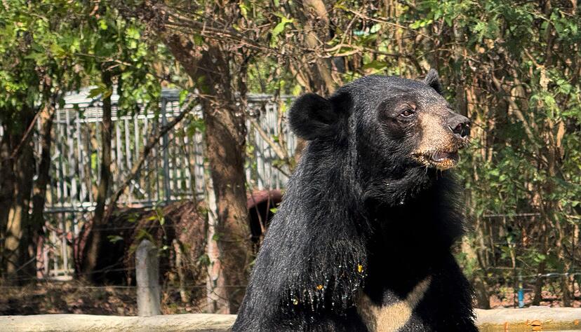 Auch Amputationen verletzter K&ouml;rperteile geh&ouml;ren zum Alltag der Wildtierklinik - wie bei diesem Sonnenb&auml;ren.