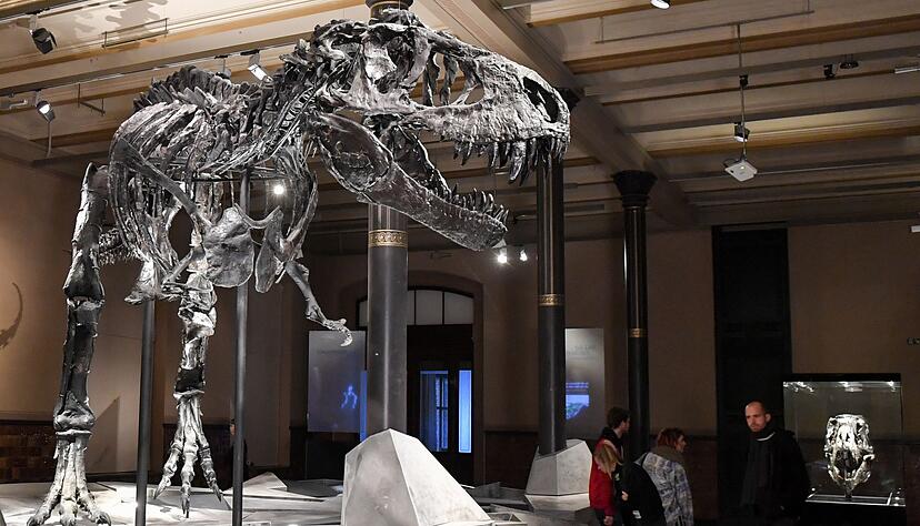 Einen Gro&szlig;teil seines Lebens verbrachte der T. rex wohl damit, mit kleineren Raubtieren um Nahrung zu konkurrieren.