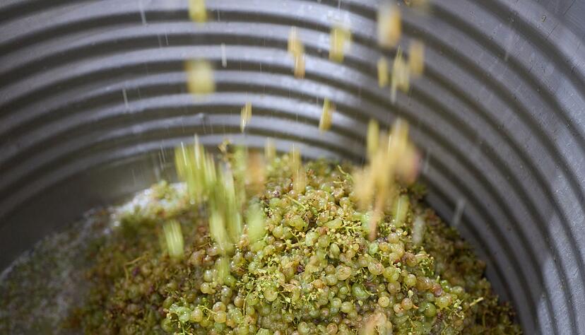 Nichts rein, nichts raus: Dieses Prinzip gilt für alle Stufen der Herstellung von Naturweinen. Nichts rein, nichts raus: Dieses Prinzip gilt für alle Stufen der Herstellung von Naturweinen.