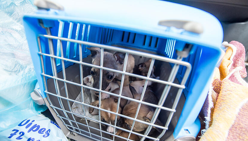 Der illegale Handel besonders mit Welpen und Katzen boomt in der Corona-Krise: Nach Angaben des Deutschen Tierschutzbundes nahm er im vergangenen Jahr deutlich zu. Foto: dpa