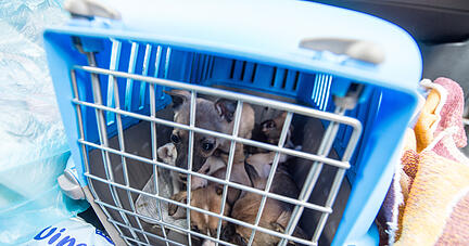 Der illegale Handel besonders mit Welpen und Katzen boomt in der Corona-Krise: Nach Angaben des Deutschen Tierschutzbundes nahm er im vergangenen Jahr deutlich zu. Foto: dpa Der illegale Handel besonders mit Welpen und Katzen boomt in der Corona-Krise: Nach Angaben des Deutschen Tierschutzbundes nahm er im vergangenen Jahr deutlich zu. Foto: dpa