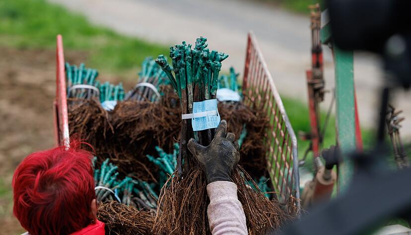 Auf den neu angelegten Brinkmann-Weinbergen wurden Stecklinge von pilzwiderstandsfähigen Weinreben gesetzt.