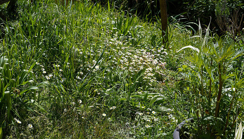 Wolfgang Kynast l&auml;uft zurzeit nur auf dem Trampelpfad durch seinen Garten. Er macht bei der Aktion M&auml;hfreier Mai mit.