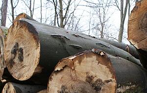 Gefällte Buchen zeigen braunschwarze Verfärbungen – Zeichen einer Pilzinfektion nach Trockenschäden. Foto: Carsten Friese Gefällte Buchen zeigen braunschwarze Verfärbungen – Zeichen einer Pilzinfektion nach Trockenschäden. Foto: Carsten Friese