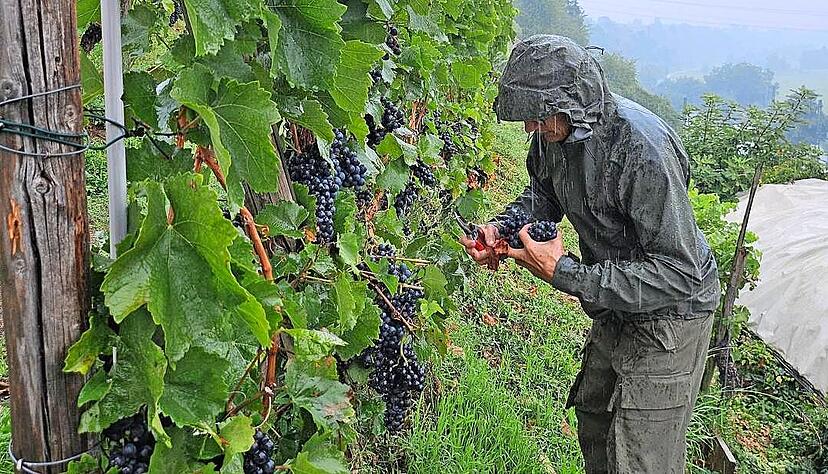 Auch bei schlechtem Wetter zieht es Markus Feucht in den Weinberg. Die diesjährige Traubenlese steht jetzt an.
Fotos: Ben Ferdinand