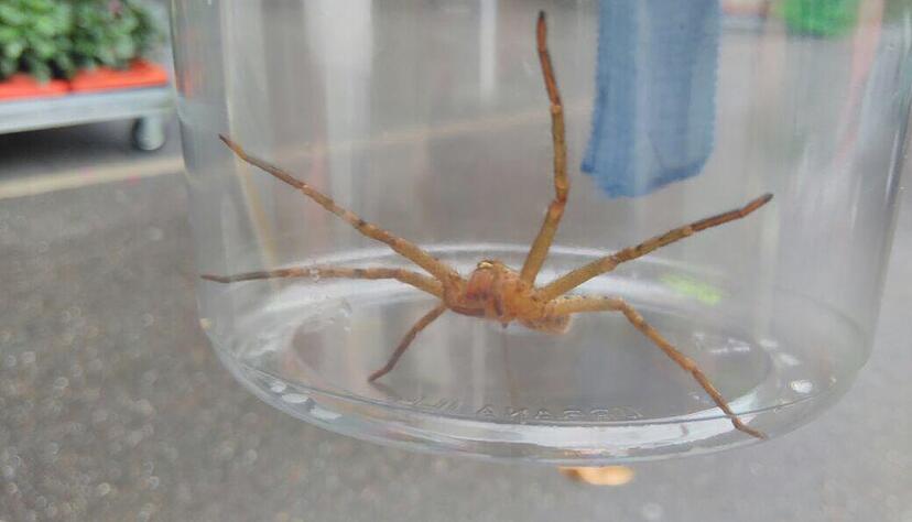 Diese Spinne ist in einem Edeka-Markt in Neuenstadt entdeckt worden.