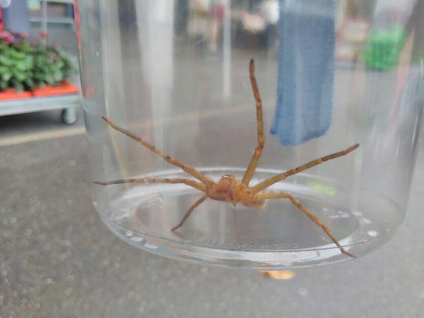 Diese Spinne ist in einem Edeka-Markt in Neuenstadt entdeckt worden. Diese Spinne ist in einem Edeka-Markt in Neuenstadt entdeckt worden.