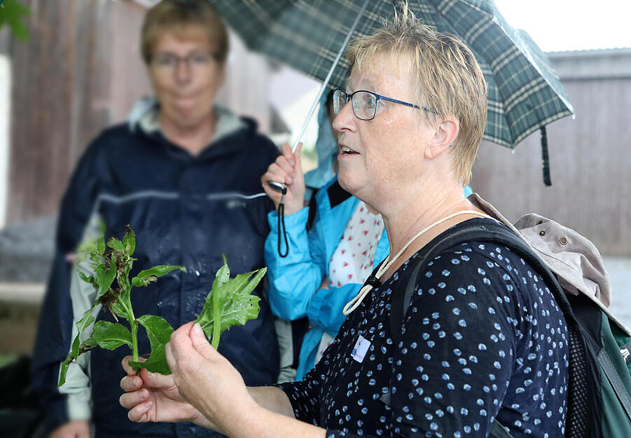 Lesersommer: meine.stimme-Wildkr&auml;uterf&uuml;hrung