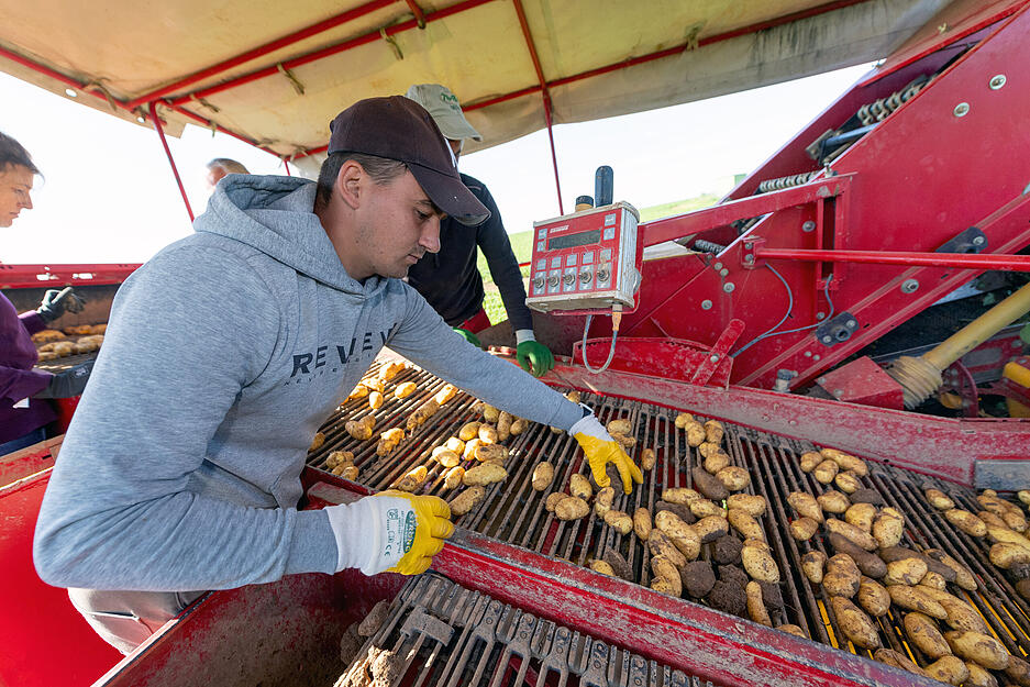 Das Sortierteam fischt die Steine und das Unkraut heraus.