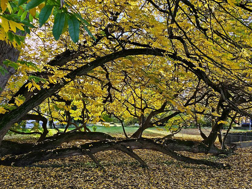 Besonders die vielen Parks und Grünanlagen beeindrucken die Heimatreporterinnen. Besonders die vielen Parks und Grünanlagen beeindrucken die Heimatreporterinnen.