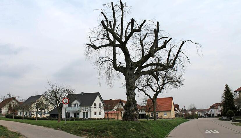 Die Friedenslinde in der Siegelsbacher Blücherstraße steht bald nicht mehr. Nur etwas Stamm bleibt als Insektenhotel übrig. Ein neuer Baum kommt.Foto: Simon Gajer Die Friedenslinde in der Siegelsbacher Blücherstraße steht bald nicht mehr. Nur etwas Stamm bleibt als Insektenhotel übrig. Ein neuer Baum kommt.Foto: Simon Gajer