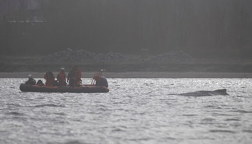 Der Wal soll jetzt in Ruhe gelassen werden - aber schafft er es aus eigener Kraft?