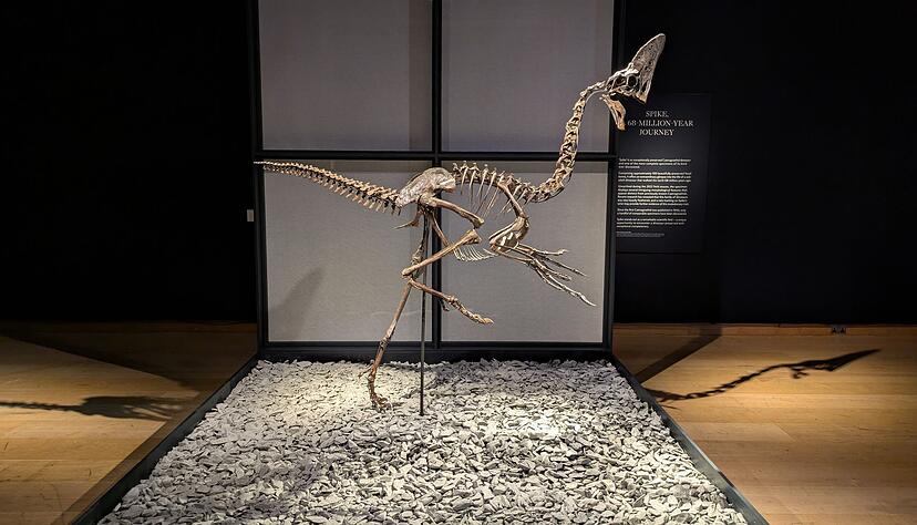Das Skelett eines Oviraptorosauriers namens "Spike" stammt aus der Kreidezeit. Das Skelett eines Oviraptorosauriers namens "Spike" stammt aus der Kreidezeit.