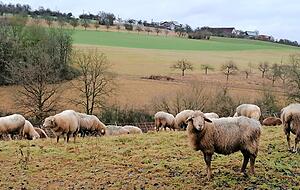 Zum Start der Tour begr&uuml;&szlig;t eine Schafherde den Wanderer, im Hintergrund ist der Weiler Bobachshof zu sehen.