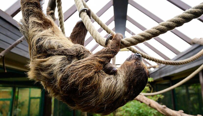 Bei einer Tragzeit von rund zehn bis elf Monaten hatte niemand damit gerechnet, dass es so schnell wieder Nachwuchs geben k&ouml;nnte.