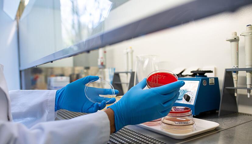 Die Zahl der registrierten Ehec-Infektionen in Mecklenburg-Vorpommern hat sich auf 17 erh&ouml;ht. (Archivbild)