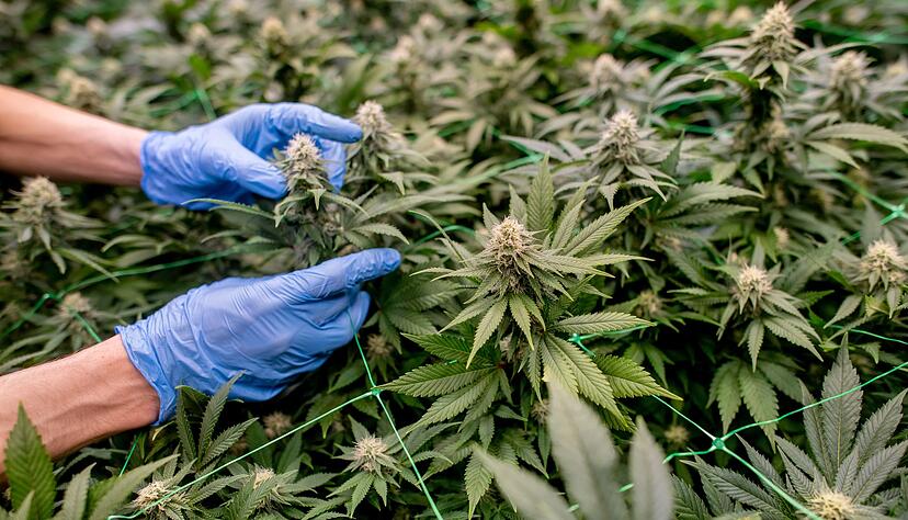 Anbauvereinigungen m&uuml;ssen in einem komplexen Verfahren genehmigt werden. (Symbolbild)