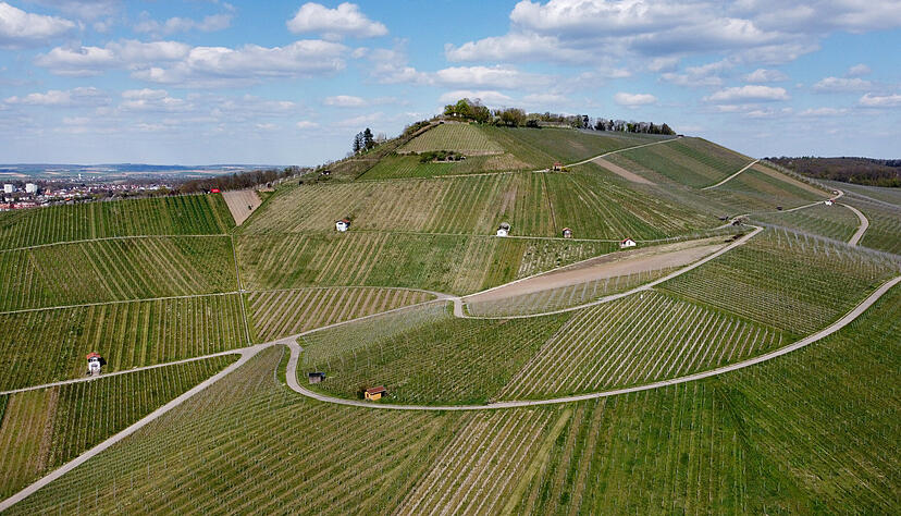 Noch ist der Scheuerberg bei Neckarsulm vom Weinbau geprägt. Dies könnte sich aber in der Zukunft ändern.