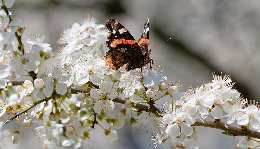 Am Mittwoch erwartet der DWD Temperaturen von bis zu 16 Grad in Baden-Württemberg. (Symbolbild) Am Mittwoch erwartet der DWD Temperaturen von bis zu 16 Grad in Baden-Württemberg. (Symbolbild)