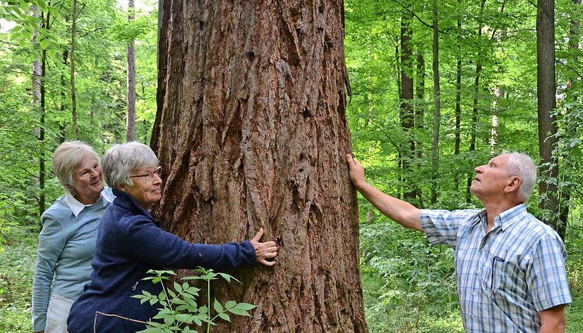 Halt bei den Wellingtonien: Wer den Mammutbaum umarmt, stellt fest, dass er eine erstaunlich weiche Rinde hat. Halt bei den Wellingtonien: Wer den Mammutbaum umarmt, stellt fest, dass er eine erstaunlich weiche Rinde hat.