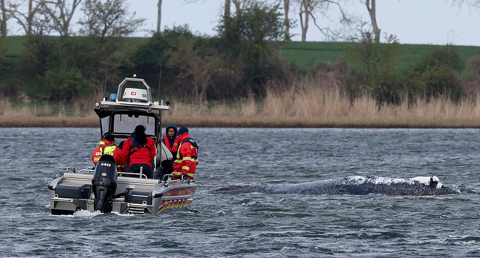 F&uuml;r die Bucht mit dem gestrandeten Wal wird f&uuml;r Sonntagmittag ein deutlich steigender Wasserstand vorhergesagt.