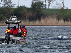F&uuml;r die Bucht mit dem gestrandeten Wal wird f&uuml;r Sonntagmittag ein deutlich steigender Wasserstand vorhergesagt.