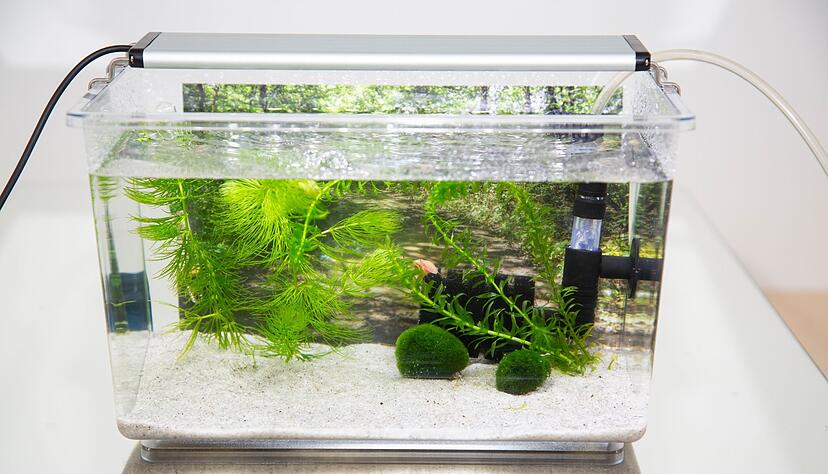 Urzeitkrebse sind pflegeleicht - Halter sollten aber auf ausreichend Platz, Licht und geeignetes Wasser und Futter achten.