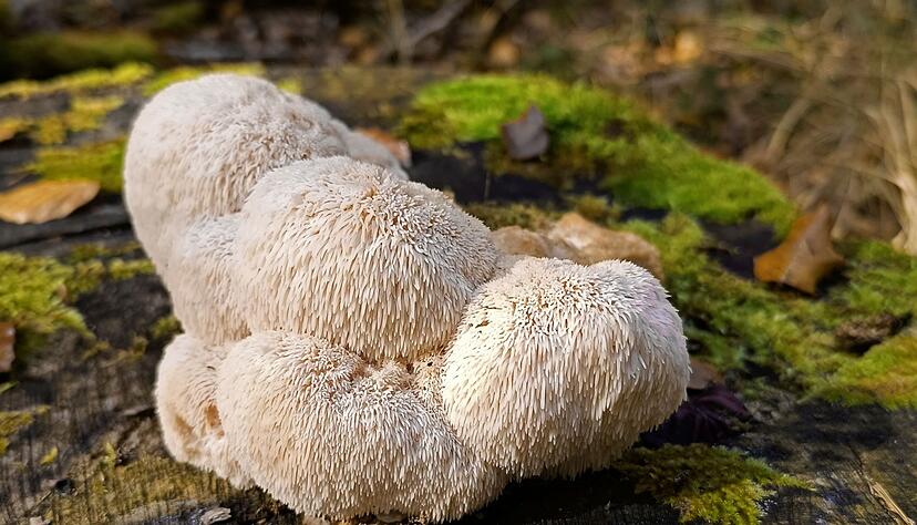 Der Igelstachelbart wird auch Yamabushitake, Löwenmähne, Pom-Pom blanc oder Affenkopfpilz genannt.