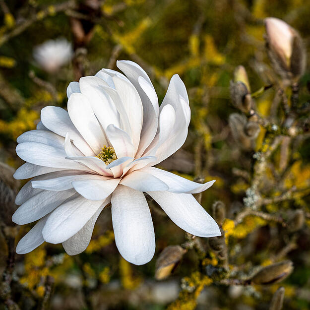 Nur wenige Wochen bl&uuml;ht die Magnolie, bevor sie die cremewei&szlig;en Bl&uuml;ten abwirft.