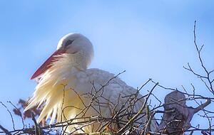 "Mein Nest" scheint dieser Storch auf dem Bild von Moni Bordt zu sagen. "Mein Nest" scheint dieser Storch auf dem Bild von Moni Bordt zu sagen.