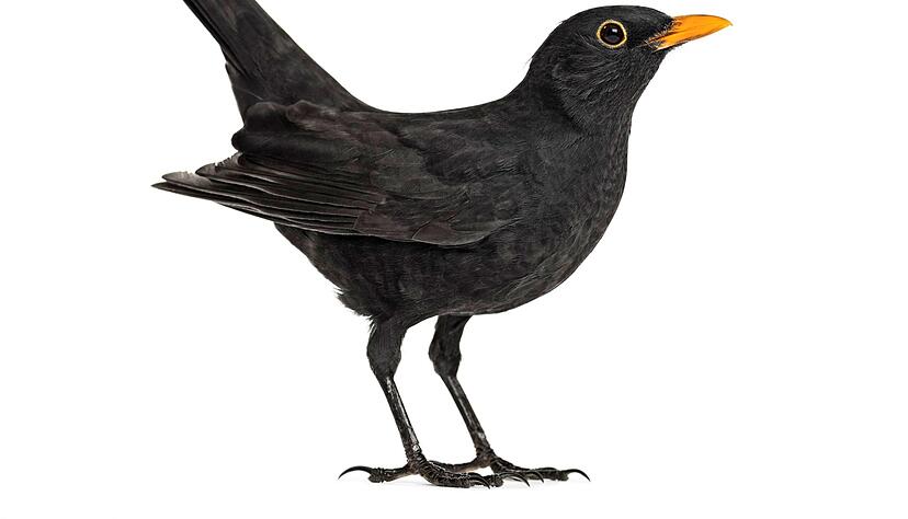 Durch das Usutuvirus, ein Tropenvirus durch Mücken übertragen, sterben laut Nabu mehr und mehr Amseln in Deutschland: im Sommer 2019 gut zehnmal so viele als im Jahr zuvor. Auch andere Vogelarten werden von diesem Virus befallen und können daran sterben. Fotos: Maria Nenoglyadova, Eric Isselée,JuergenL, kwasny221, Sander Meertins, waidmannsheil/stock.adobe.com