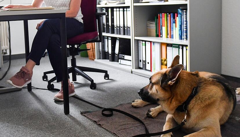 Assistenzhunde sind Lebenshilfe für ihren behinderten Menschen.