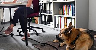 Assistenzhunde sind Lebenshilfe für ihren behinderten Menschen.