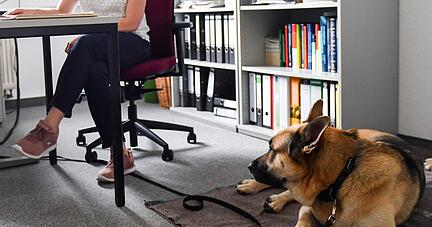 Arbeitgeber dürfen entscheiden, ob Hunde mit zur Arbeit gebracht werden. Das gilt auch für Assistenzhunde, wenn andere Mitarbeiterinnen und Mitarbeiter sich von diesen bedroht fühlen.